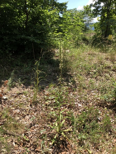 Digitalis laevigata (Grecian Foxglove)