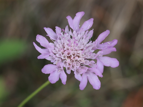 Sixalix atropurpurea (Sweet scabious)