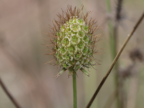 Sixalix atropurpurea (Sweet scabious) (alternate view 3)