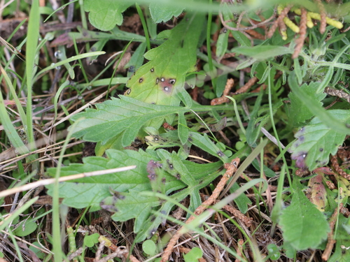 Sixalix atropurpurea (Sweet scabious) (alternate view 2)
