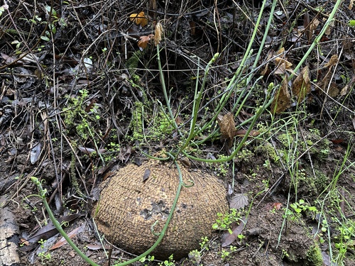 Marah fabacea (California manroot) (alternate view 8)