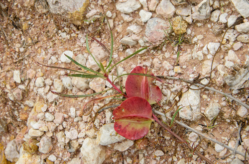 Oenothera macrocarpa (bigfruit evening primrose) (alternate view 5)