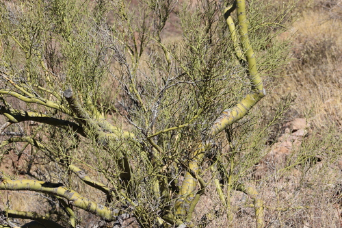 Parkinsonia microphylla (little-leaved palo verde) (alternate view 3)