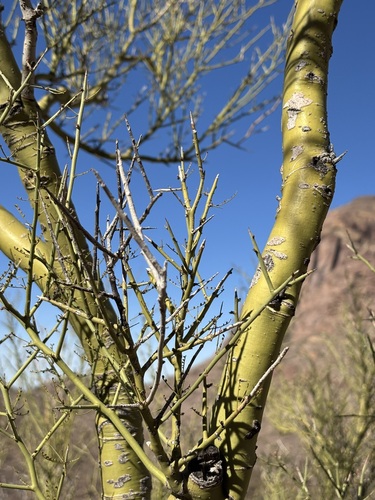 Parkinsonia microphylla (little-leaved palo verde) (alternate view 4)