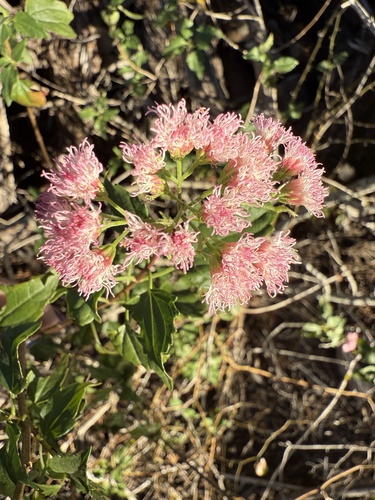 Ageratina havanensis (Shrubby boneset) (alternate view 10)