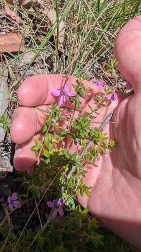 Tetratheca thymifolia (Thyme Pink-bells) (alternate view 8)