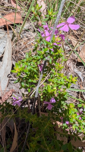 Tetratheca thymifolia (Thyme Pink-bells) (alternate view 9)
