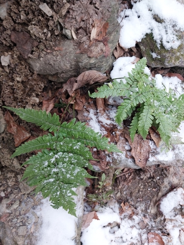 Dryopteris erythrosora (autumn fern) (alternate view 3)