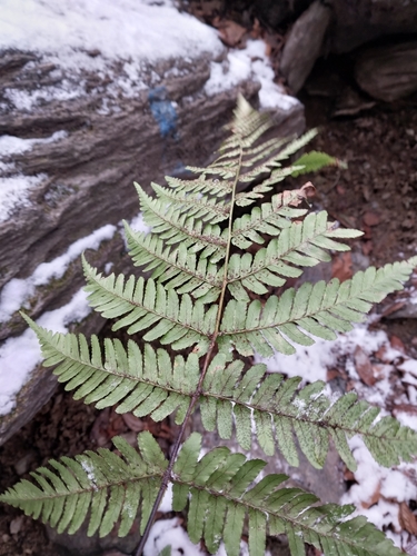 Dryopteris erythrosora (autumn fern) (alternate view 4)