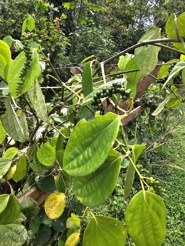 Piper nigrum (Black Pepper Plant)