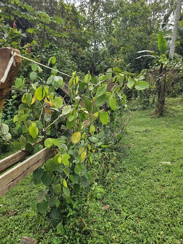 Piper nigrum (Black Pepper Plant)