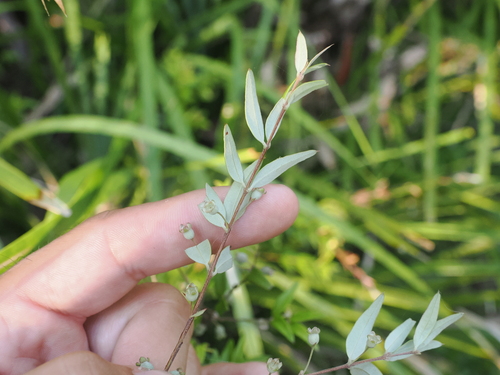 Austromyrtus dulcis (Midgen Berry) (alternate view 3)