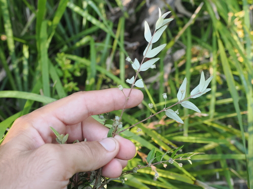 Austromyrtus dulcis (Midgen Berry) (alternate view 4)