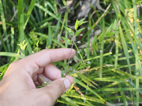 Austromyrtus dulcis (Midgen Berry) (alternate view 5)