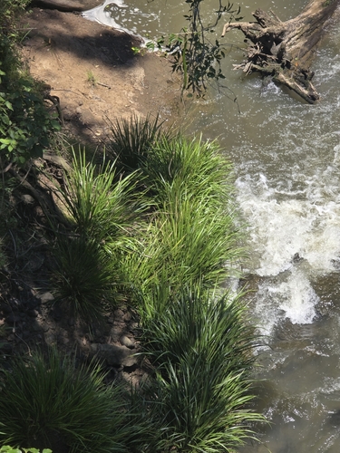 Lomandra hystrix (green mat-rush) (alternate view 7)