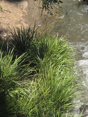 Lomandra hystrix (green mat-rush) (alternate view 8)