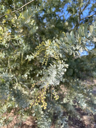 Acacia baileyana (Cootamundra wattle) (alternate view 4)