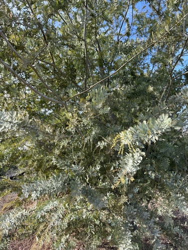 Acacia baileyana (Cootamundra wattle) (alternate view 5)