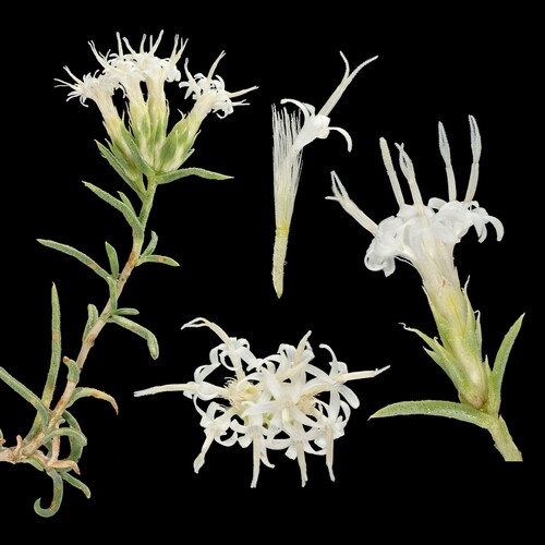 Ericameria (goldenbushes) (alternate view 3)