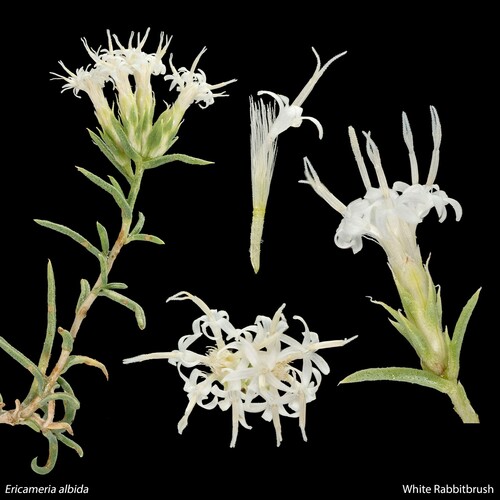 Ericameria (goldenbushes) (alternate view 2)