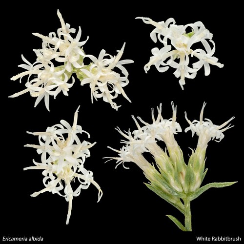 Ericameria (goldenbushes) (alternate view 6)