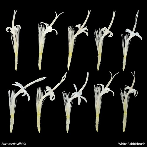 Ericameria (goldenbushes) (alternate view 4)