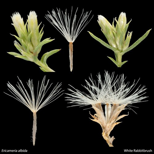 Ericameria (goldenbushes) (alternate view 5)