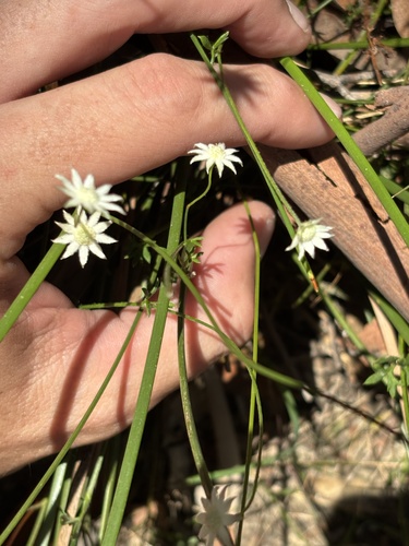 Actinotus minor (Lesser Flannel Flower) (alternate view 3)