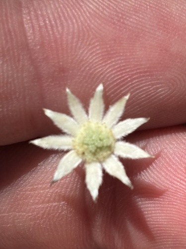 Actinotus minor (Lesser Flannel Flower) (alternate view 5)