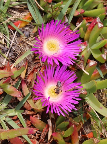 Carpobrotus glaucescens (Angular Sea-fig) (alternate view 2)