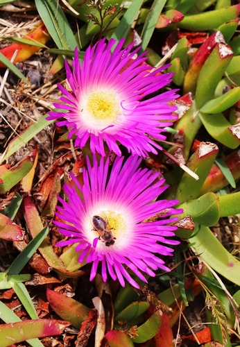 Carpobrotus glaucescens (Angular Sea-fig) (alternate view 3)