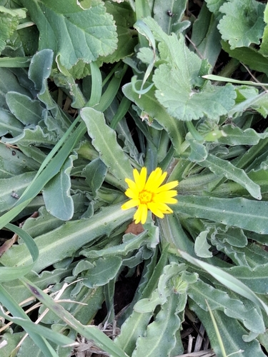 Calendula (marigolds) (alternate view 9)