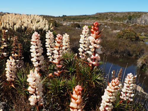 Richea scoparia (scoparia) (alternate view 9)