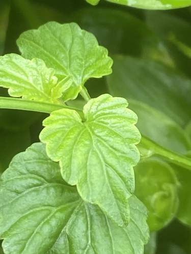Lobelia trigonocaulis (forest lobelia) (alternate view 5)