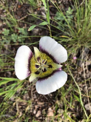 Calochortus gunnisonii (Gunnison's Mariposa Lily) (alternate view 5)