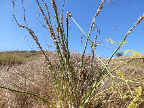 Foeniculum vulgare (Fennel) (alternate view 5)