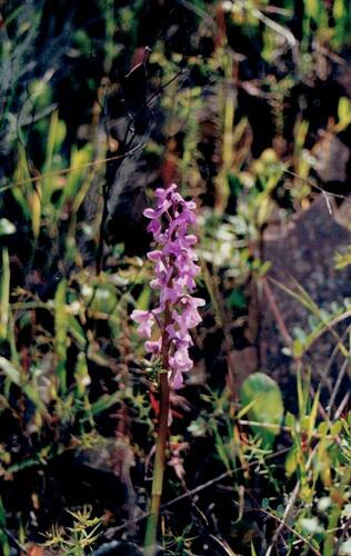 Orchis mascula (Early Purple Orchid)