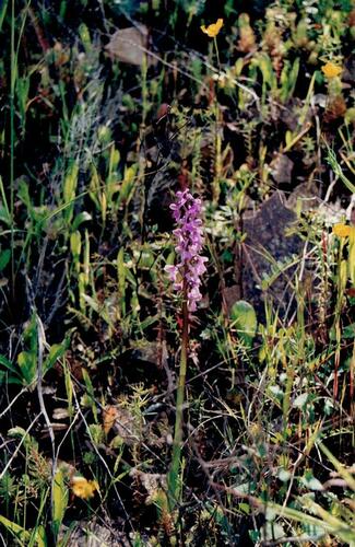 Orchis mascula (Early Purple Orchid)