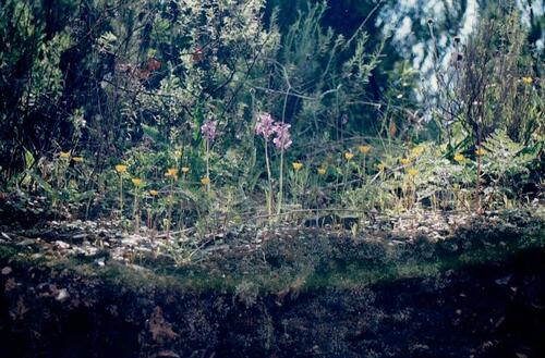 Orchis mascula (Early Purple Orchid)