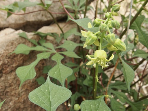 Manihot (alternate view 5)