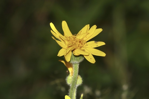 Arnica chamissonis (Meadow Arnica) (alternate view 7)