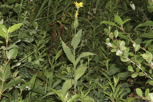 Arnica chamissonis (Meadow Arnica) (alternate view 8)