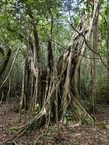 Ficus aurea (Florida Strangler Fig) (alternate view 3)