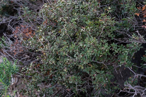 Pistacia lentiscus (mastic)