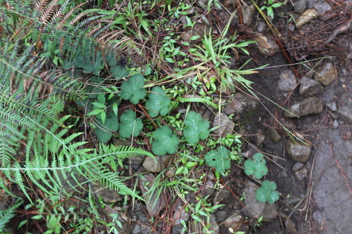 Rubus calycinoides (Creeping Raspberry)