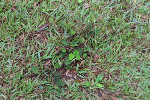Rubus calycinoides (Creeping Raspberry) (alternate view 2)