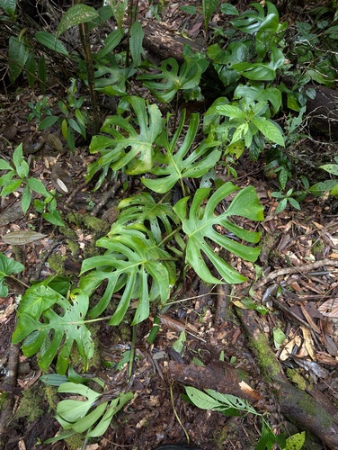 Monstera deliciosa (Swiss Cheese Plant)