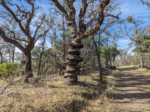 Quercus douglasii (blue oak) (alternate view 6)