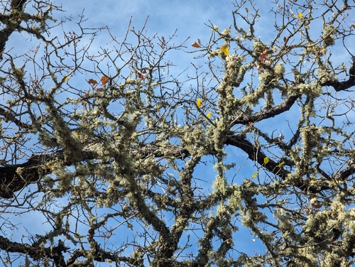 Quercus douglasii (blue oak) (alternate view 7)