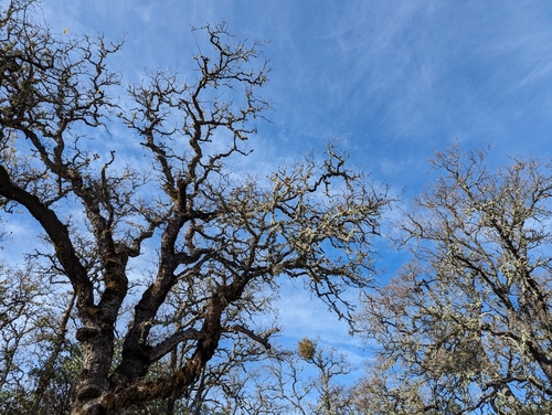 Quercus douglasii (blue oak) (alternate view 8)